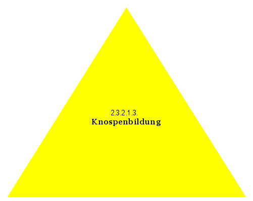 Knospenbildung